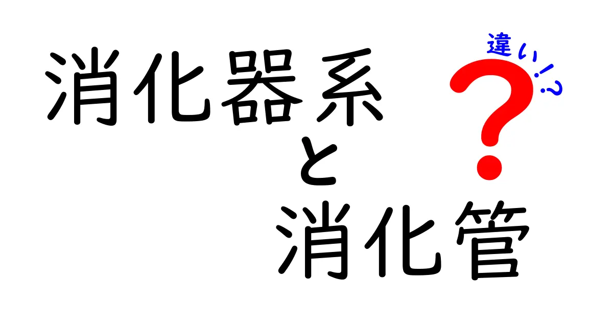 消化器系と消化管の違いを完全ガイド｜中学生にもわかる図解と実例