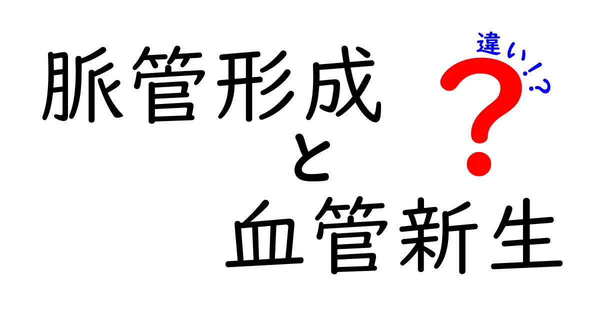 脈管形成と血管新生の違いを徹底解説—いつ起こるのか、どう進むのかを中学生にもわかるように