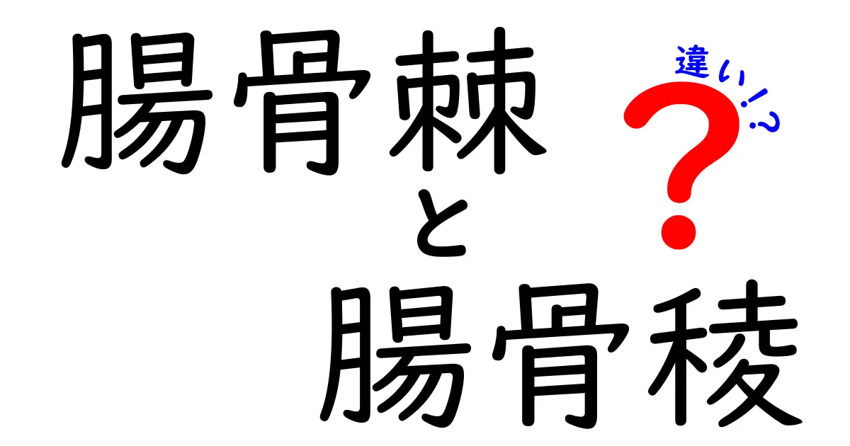 腸骨棘と腸骨稜の違いを徹底解説！中学生にも分かる解剖の基本