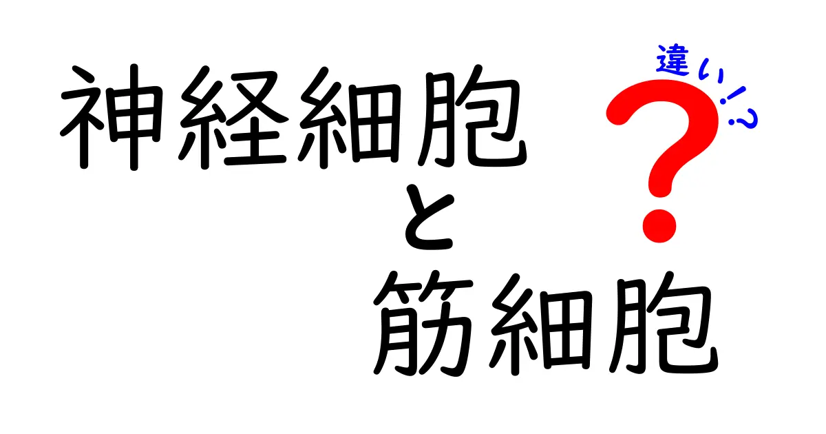 神経細胞と筋細胞の違いを徹底解説！中学生にも伝わる図解つき