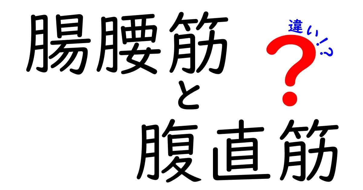 腸腰筋と腹直筋の違いを徹底解説！体幹を変える2つの筋肉の正体と使い方