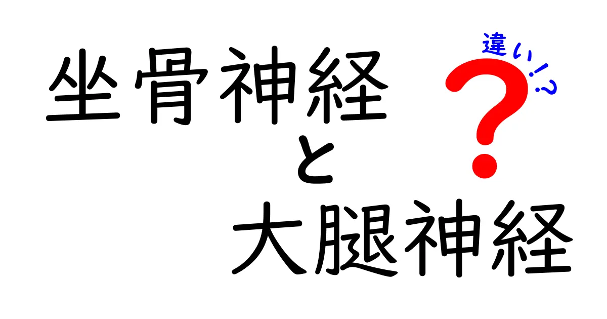 坐骨神経と大腿神経の違いを徹底解説！痛みの原因を正しく見分ける3つのポイント