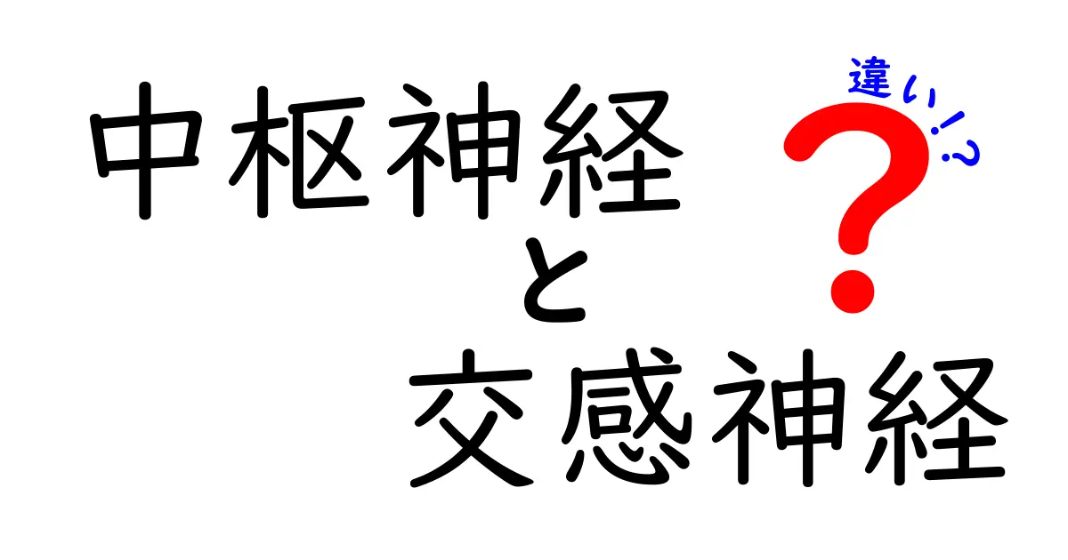 中枢神経と交感神経の違いを徹底解説！ひと目で分かる2つの神経の働きと役割