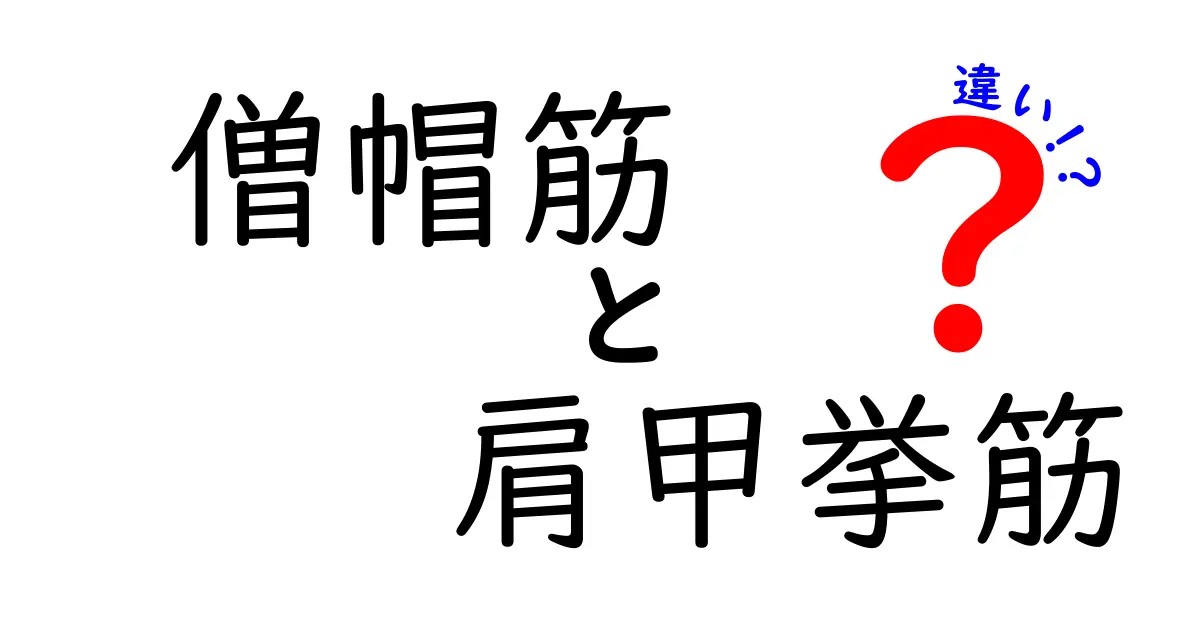 僧帽筋と肩甲挙筋の違いを徹底解説！痛みの原因と正しい使い方まで