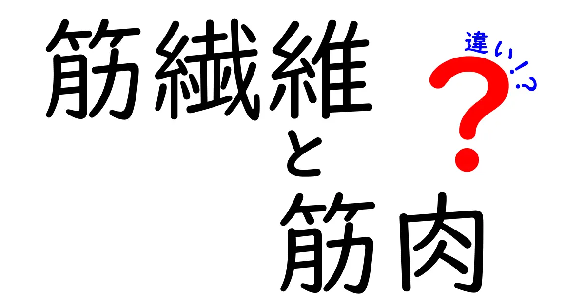 筋繊維と筋肉の違いを一発で理解する。中学生にも伝わる図解ガイド