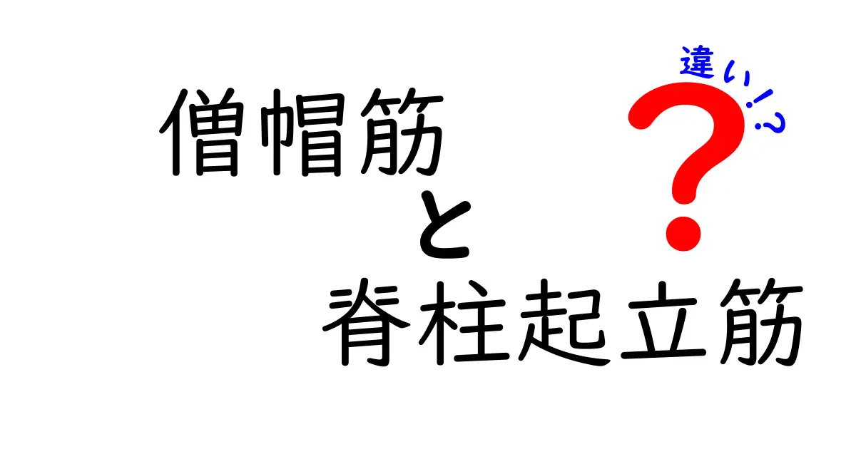 僧帽筋と脊柱起立筋の違いをわかりやすく解説！姿勢改善と日常動作のヒント