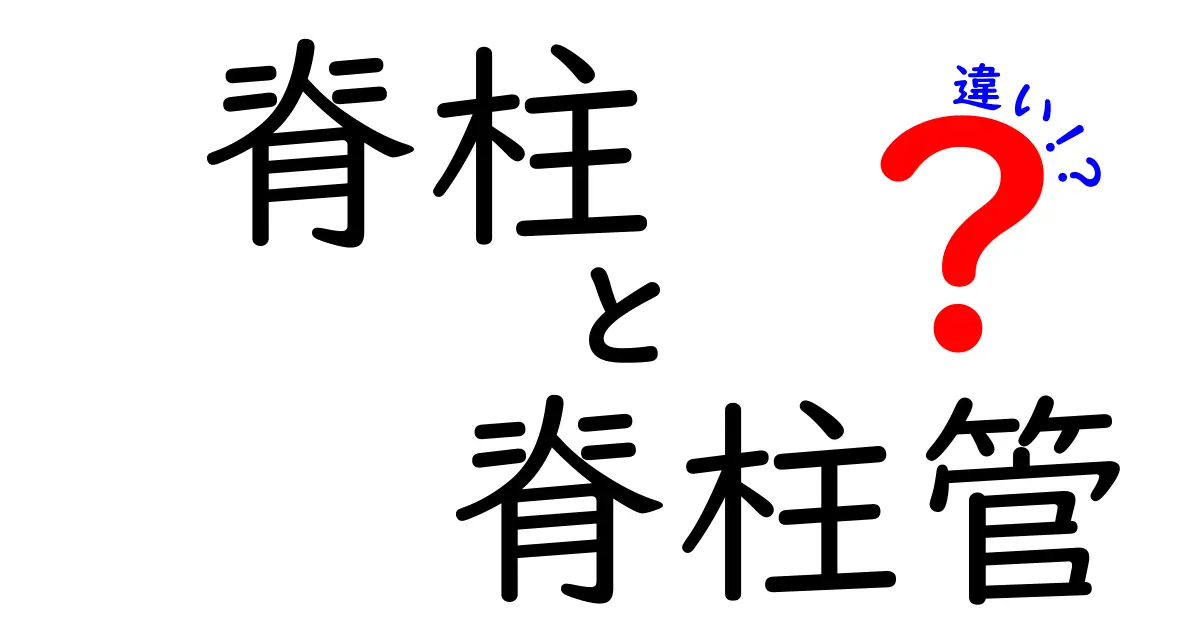 脊柱と脊柱管の違いがスッキリ分かる！中学生でも理解できる図解つきガイド