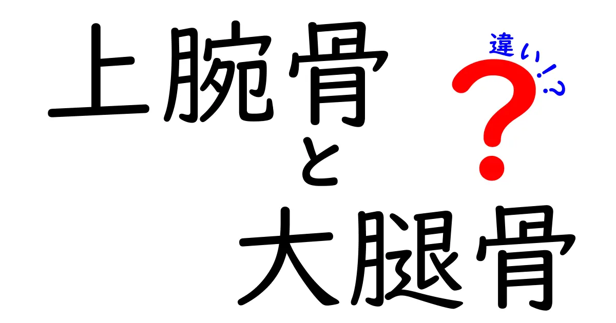 上腕骨と大腿骨の違いを徹底解説！体の中の長い骨・どう違うのか