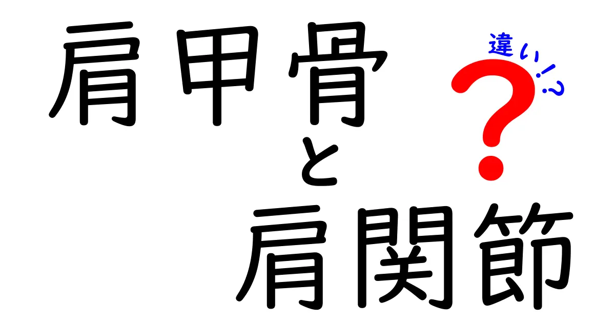 肩甲骨と肩関節の違いを徹底解説！動きと痛みの原因を中学生にも分かる図解付き