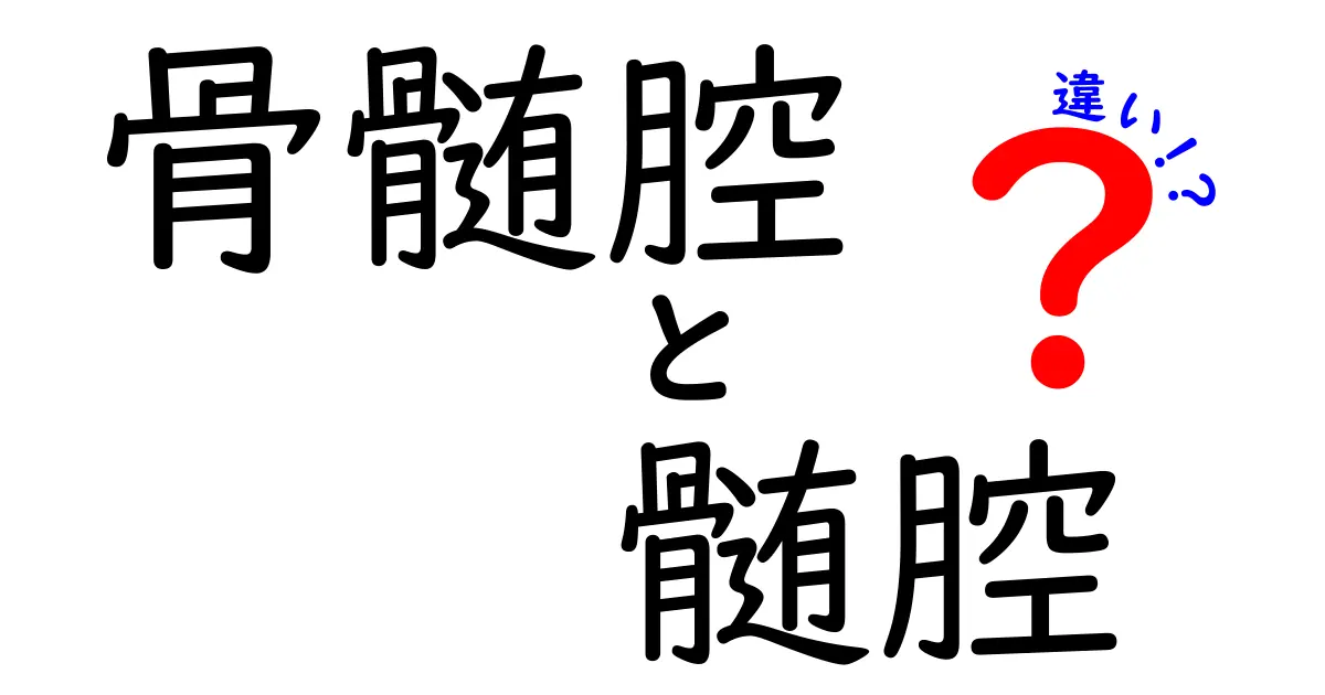 骨髄腔と髄腔の違いをやさしく解説する：骨髄腔とは何か、髄腔との本当の差に迫る