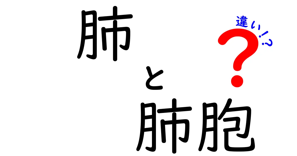 肺と肺胞の違いを徹底解説！中学生にも伝わるやさしいポイント
