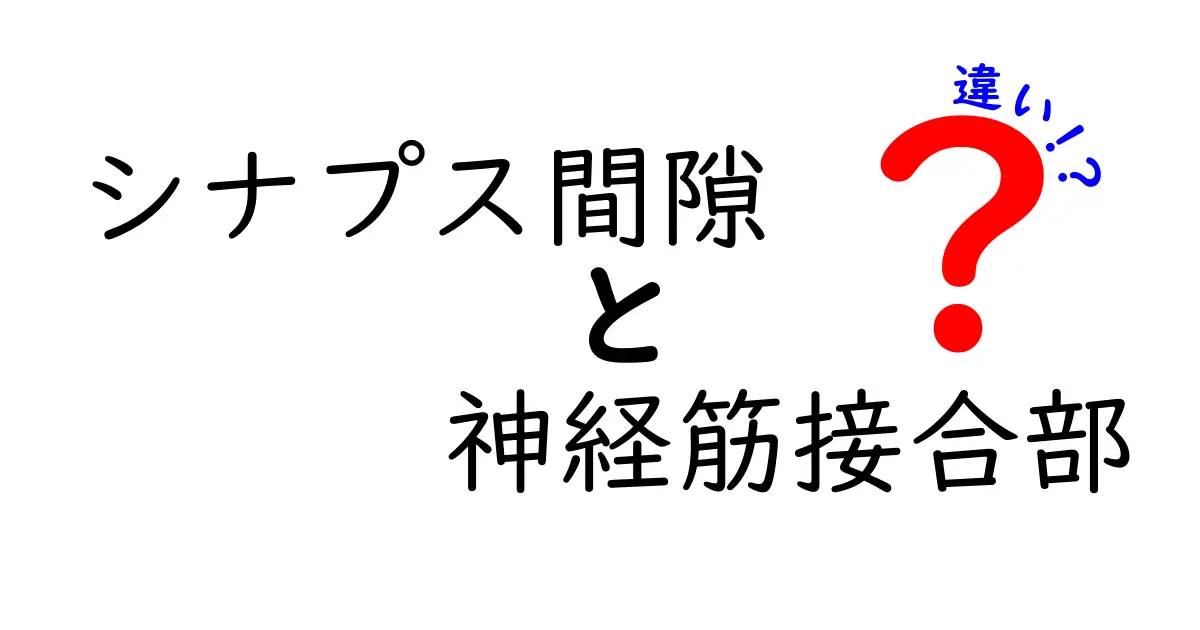シナプス間隙と神経筋接合部の違いを徹底解説：仕組みと役割を中学生にもわかる図解で