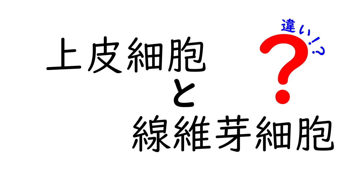 徹底解説！上皮細胞と線維芽細胞の違いをわかりやすく見分ける方法