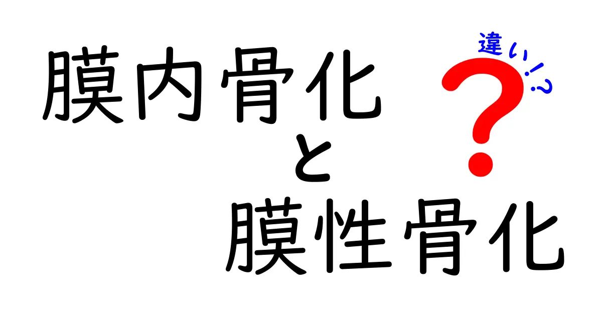 膜内骨化と膜性骨化の違いをわかりやすく解説！中学生にもぴったりの基礎知識