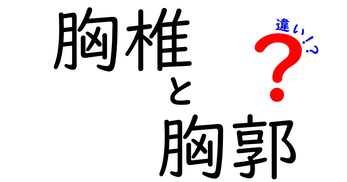 胸椎と胸郭の違いを徹底解説！体の中心を支える2つの器官をやさしく理解するコツ