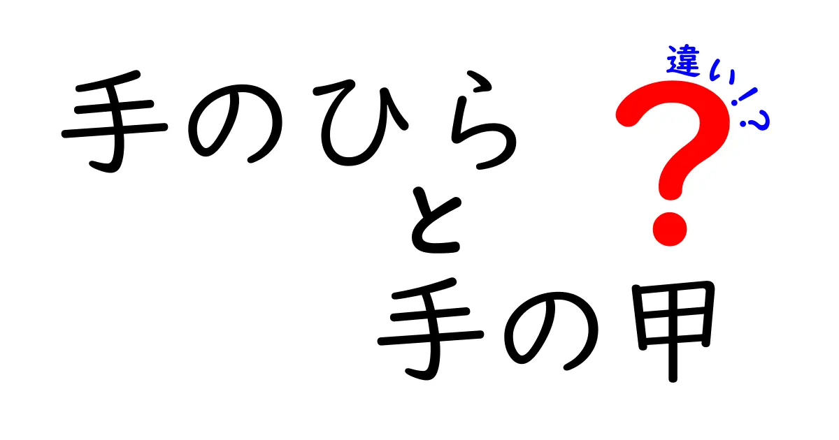 手のひらと手の甲の違いがわかる！部位別特徴と使い分けを中学生にもわかりやすく解説