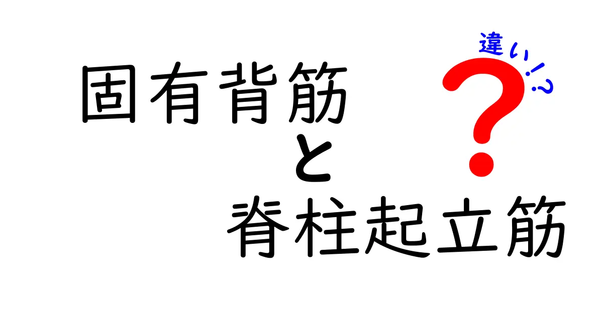固有背筋と脊柱起立筋の違いを徹底解説：似た名前の筋肉を分かりやすく見分けるコツ