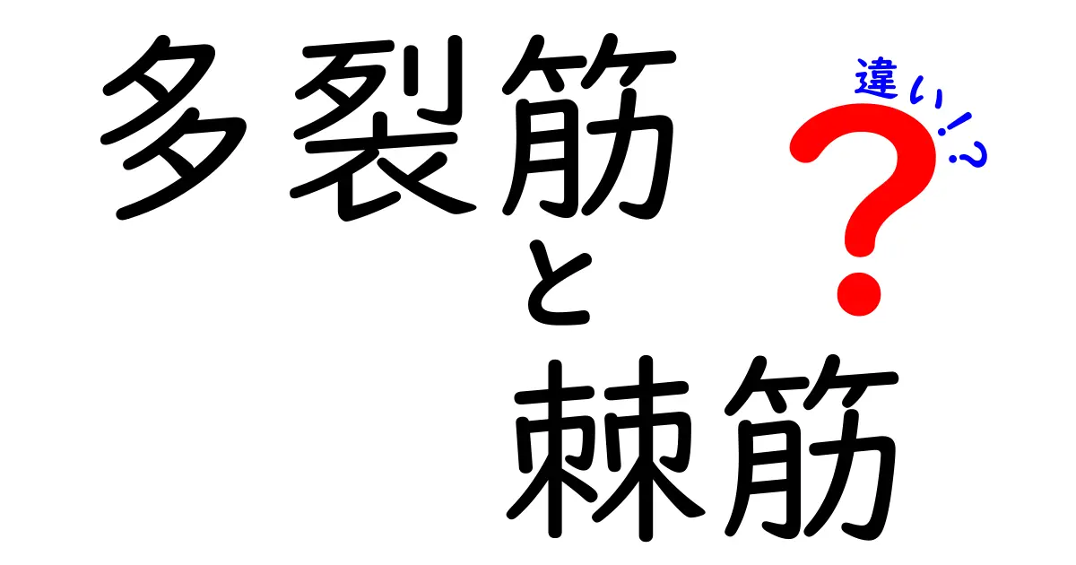 多裂筋と棘筋の違いを徹底解説｜背中の筋肉を正しく理解する3つのポイント