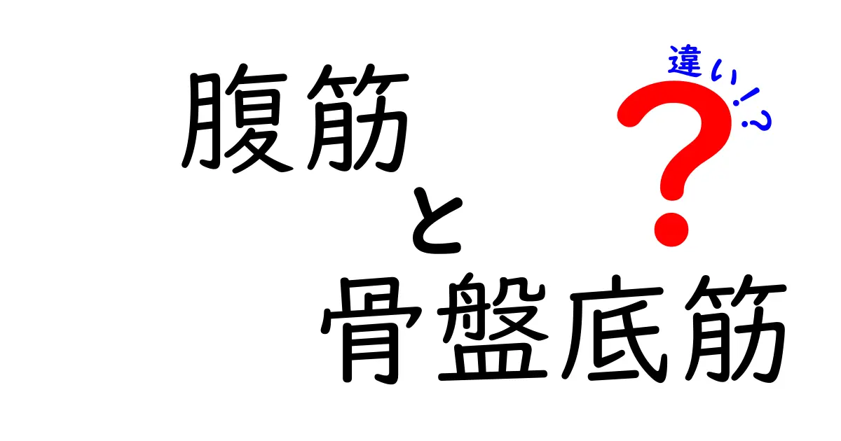 腹筋と骨盤底筋の違いを徹底解説！役割と正しい鍛え方をわかりやすく学ぶ
