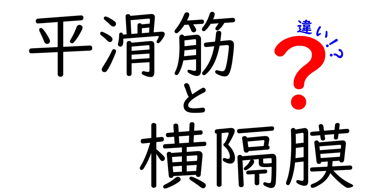 平滑筋と横隔膜の違いを徹底解説！役割・場所・働きの違いを中学生にもわかるように