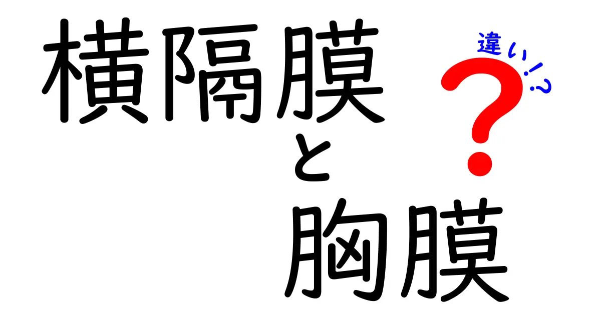 横隔膜と胸膜の違いをズバリ解説！呼吸のしくみと膜の役割を中学生にもわかる図解付き