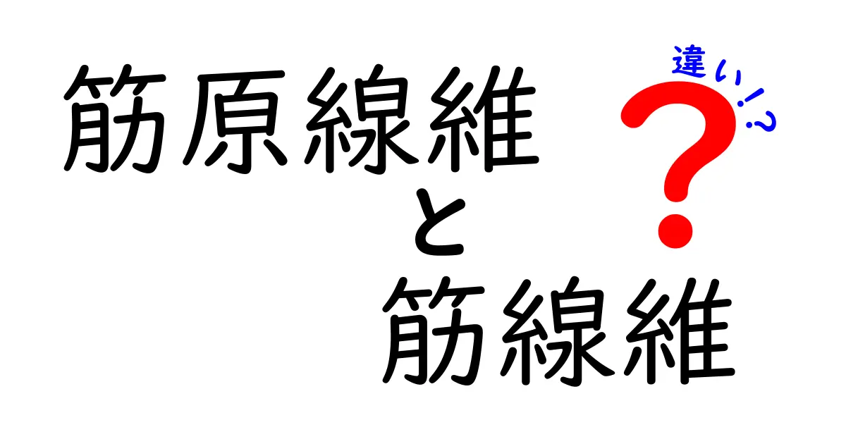 筋原線維と筋線維の違いを徹底解説：筋肉のしくみをやさしく理解しよう