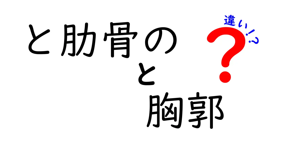 肋骨と胸郭の違いを徹底解説：体の設計図を理解しよう
