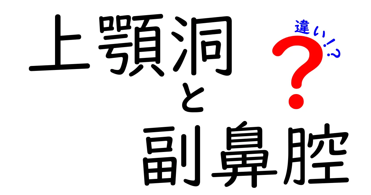 上顎洞と副鼻腔の違いを徹底解説 風邪対策にも役立つ鼻の空洞の基礎を図解で理解