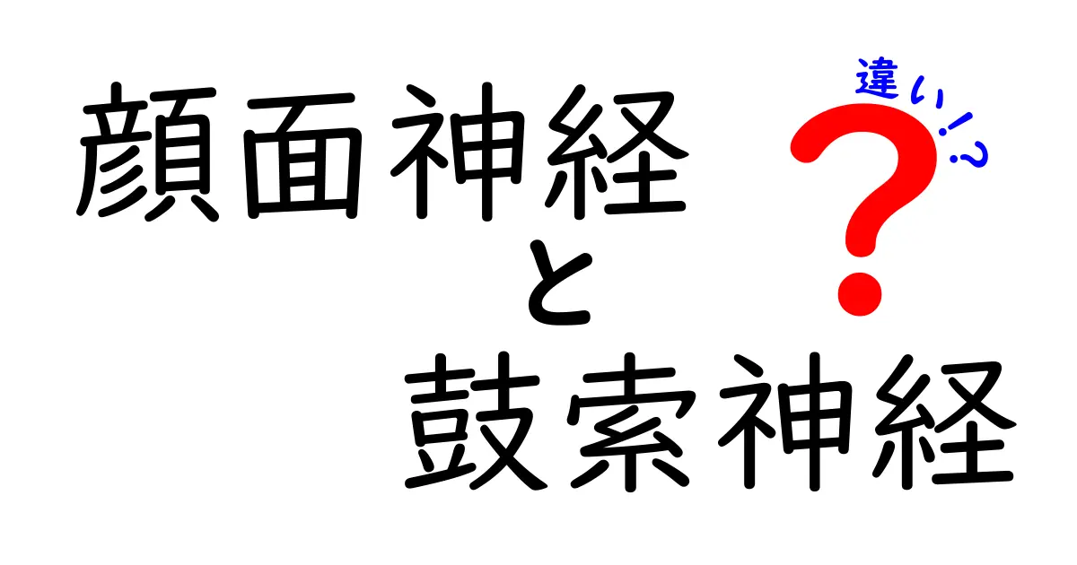 顔面神経と鼓索神経の違いを徹底解説！中学生にもわかる図解入り