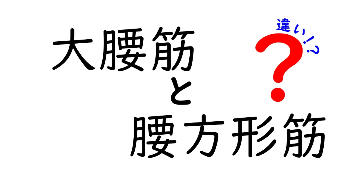 大腰筋と腰方形筋の違いを徹底解説！正しい使い方で腰痛を予防する新常識