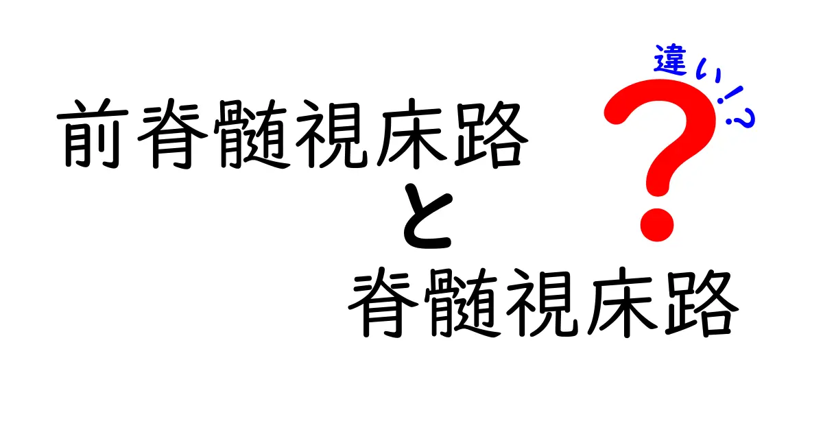 前脊髄視床路と脊髄視床路の違いを徹底解説｜痛みと触覚の謎をやさしく理解しよう