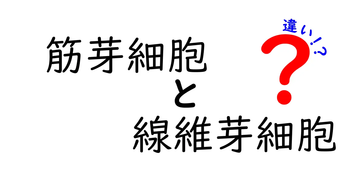 筋芽細胞と線維芽細胞の違いを徹底解説！あなたの体が動く秘密を知ろう