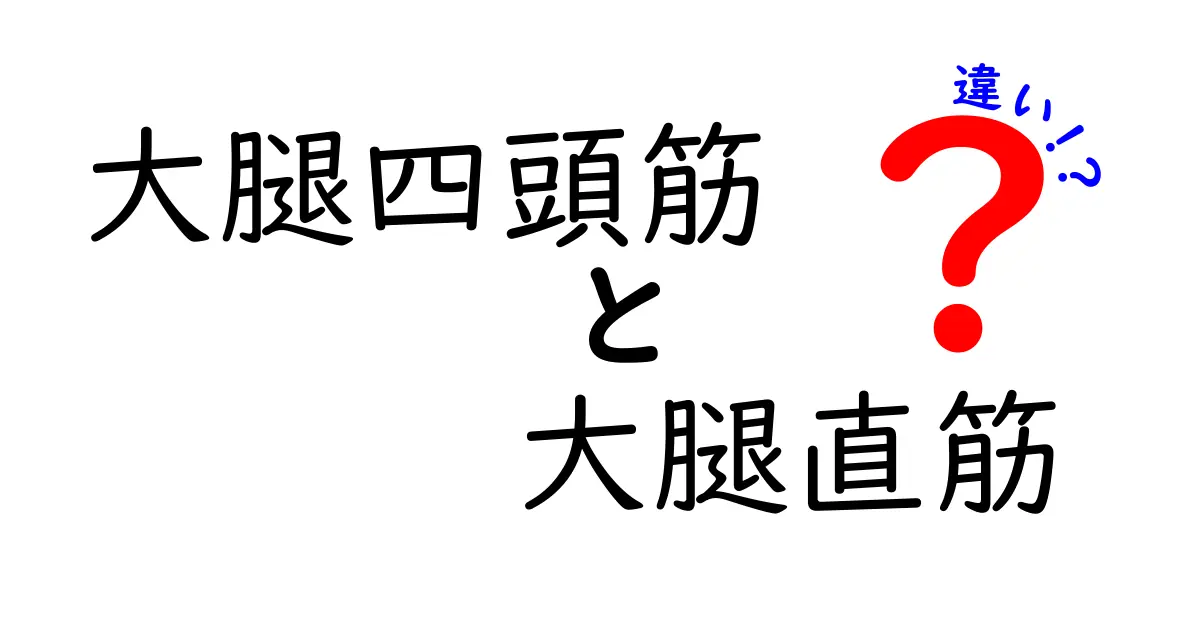 大腿四頭筋と大腿直筋の違いを徹底解説！名前の意味とトレーニングのコツをわかりやすく