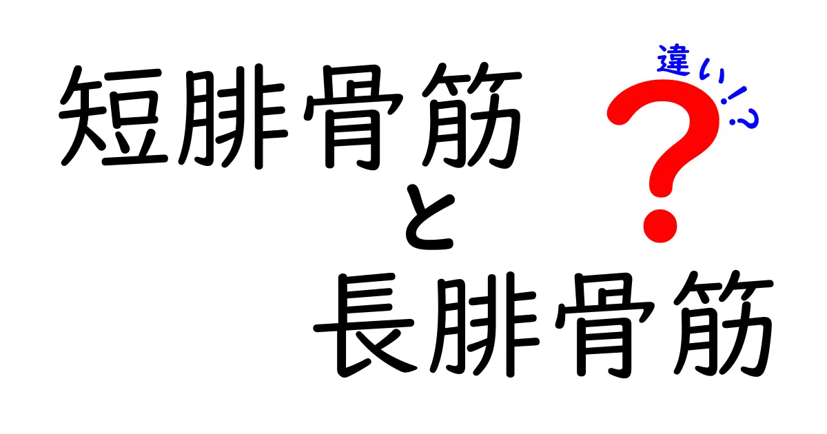 短腓骨筋と長腓骨筋の違いを徹底解説！歩き方で差が出る理由とケアのコツ