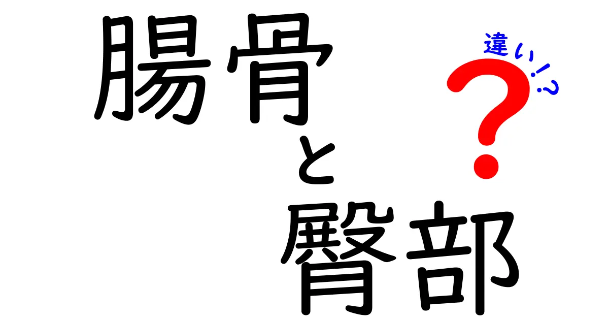 腸骨と臀部の違いを徹底解説：解剖学から日常の痛みまで