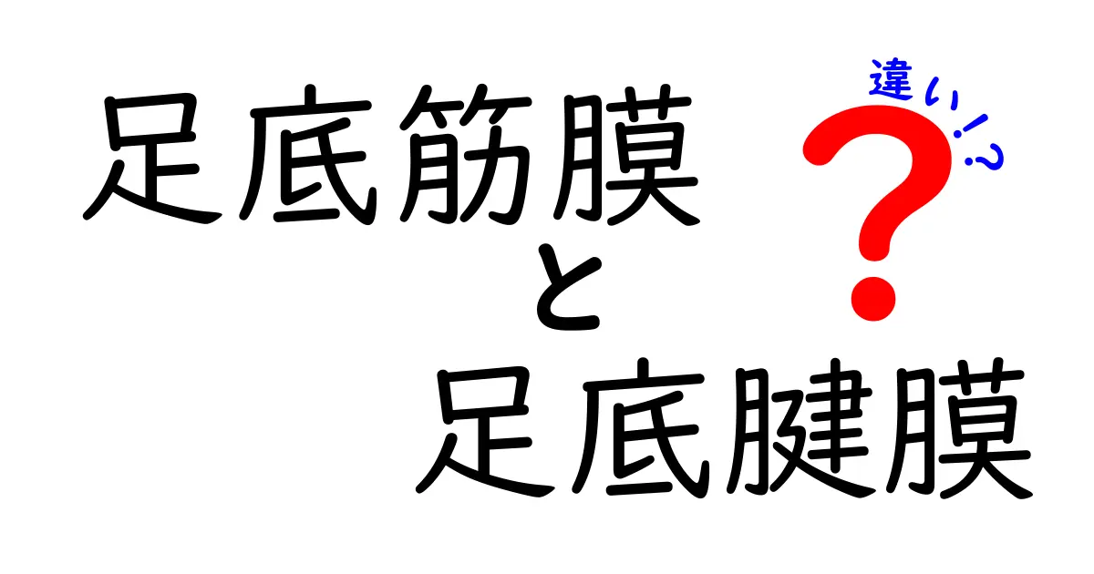 足底筋膜と足底腱膜の違いを徹底解説！名前の謎から痛みの原因までわかる新常識