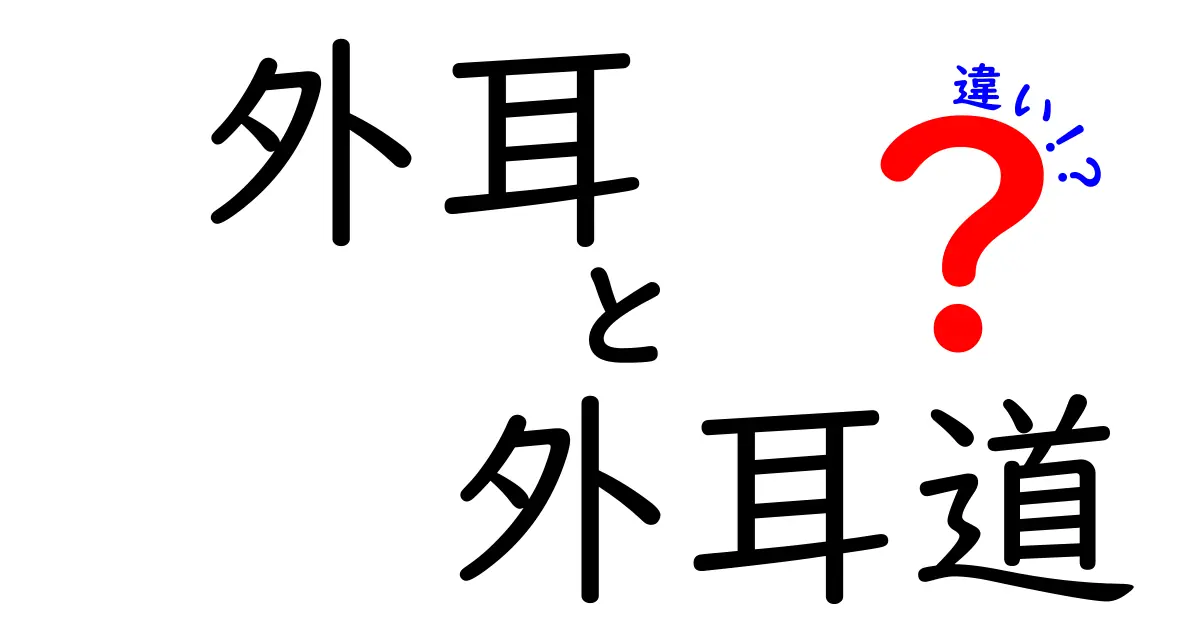 外耳と外耳道の違いを今日から理解する！役割・見分け方・病気のポイントをやさしく解説