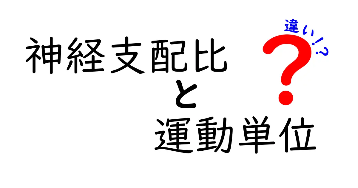 神経支配比と運動単位の違いを徹底解説｜体の仕組みを学ぶ中学生向けガイド