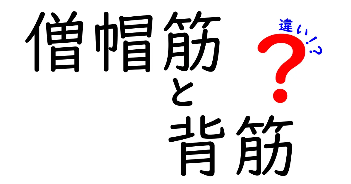 僧帽筋と背筋の違いがすぐ分かる！部位ごとの役割とトレーニングのポイント