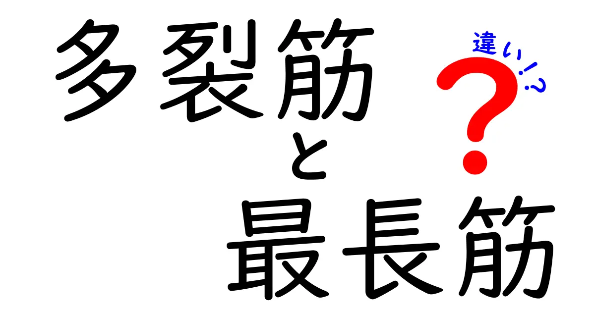 多裂筋と最長筋の違いを徹底解説——体幹を支える2つの筋肉を深掘り