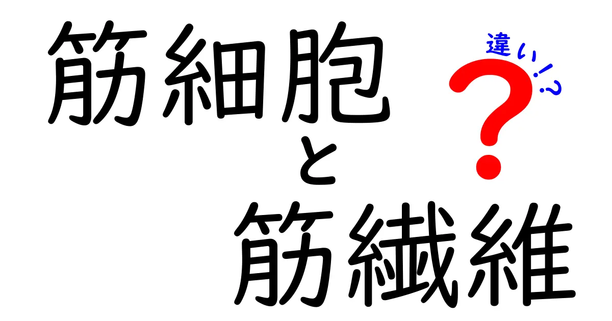 筋細胞と筋繊維の違いを徹底解説！中学生にも図解つきで分かる基本ポイント