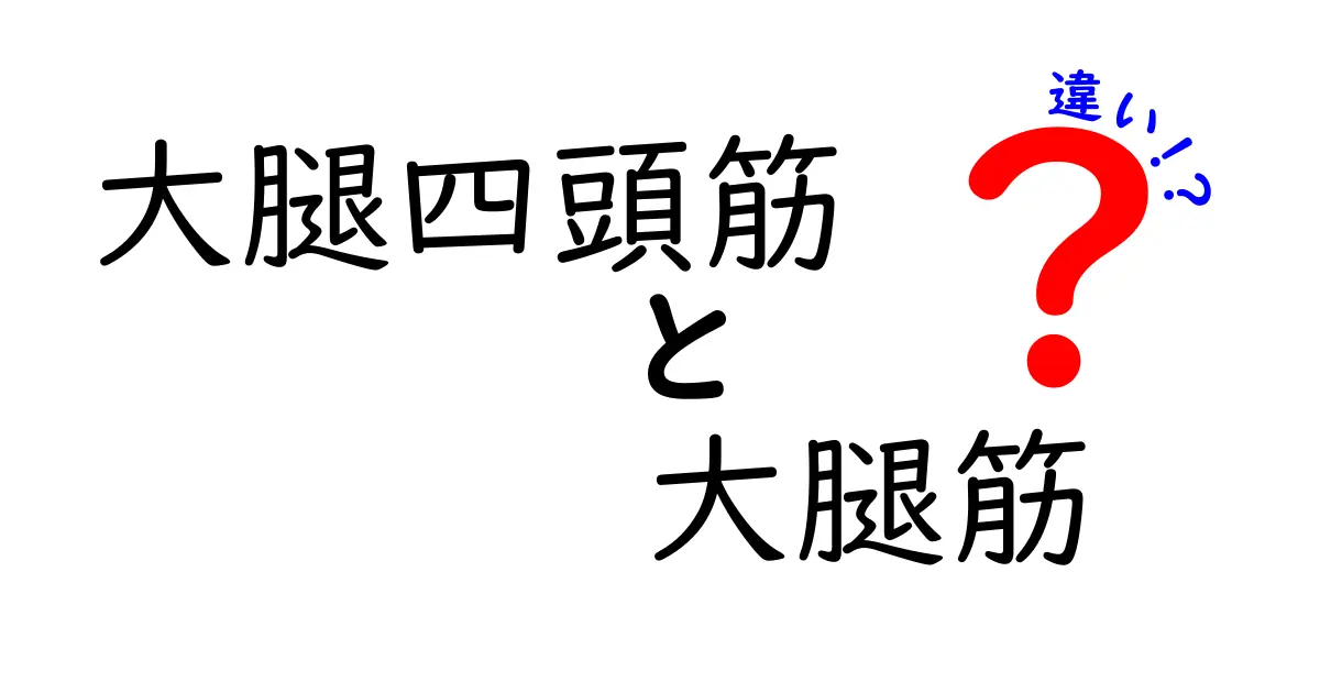 大腿四頭筋と大腿筋の違いをわかりやすく解説！前ももの筋肉と後ろ側の筋肉をやさしく理解しよう