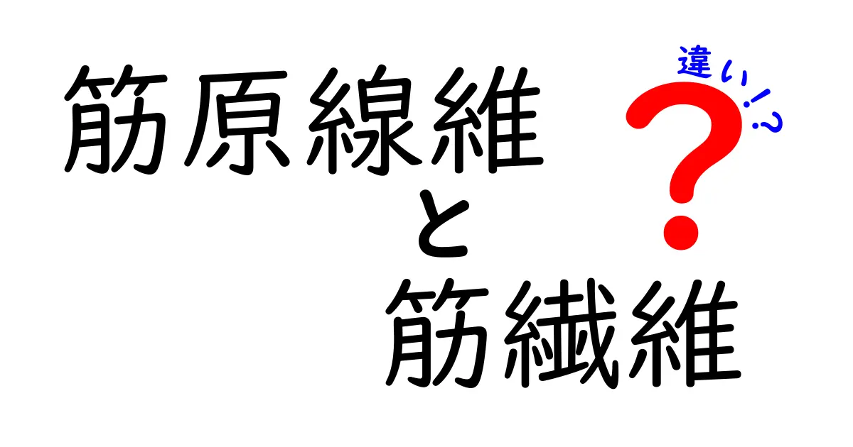 筋原線維と筋繊維の違いを徹底解説！見分け方と役割をやさしく解明