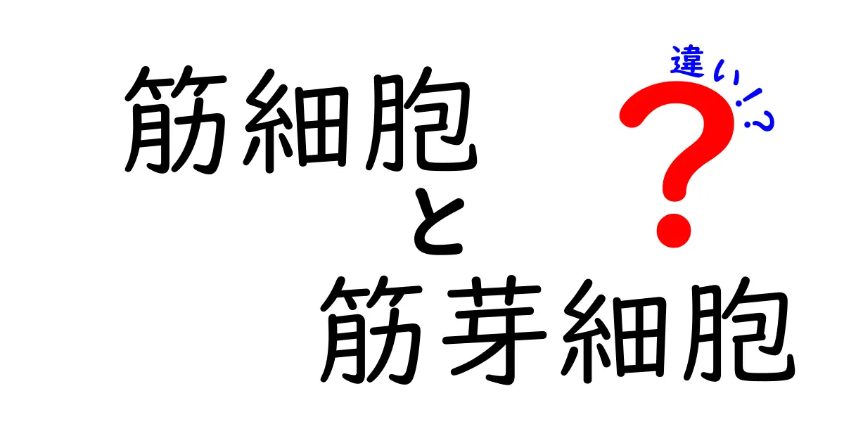 筋細胞と筋芽細胞の違いがよくわかる完全ガイド｜成長と修復を担う細胞の正体を徹底解説