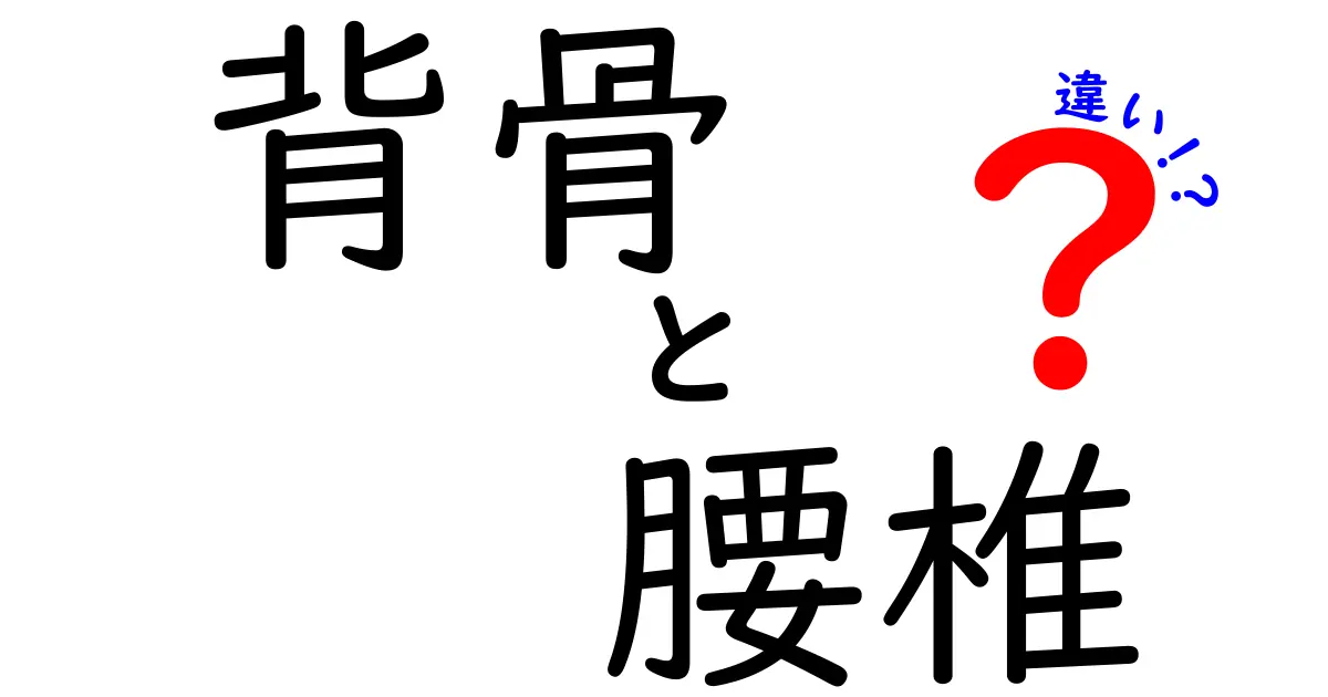 背骨と腰椎の違いを徹底解説｜正しく理解して腰痛を予防しよう