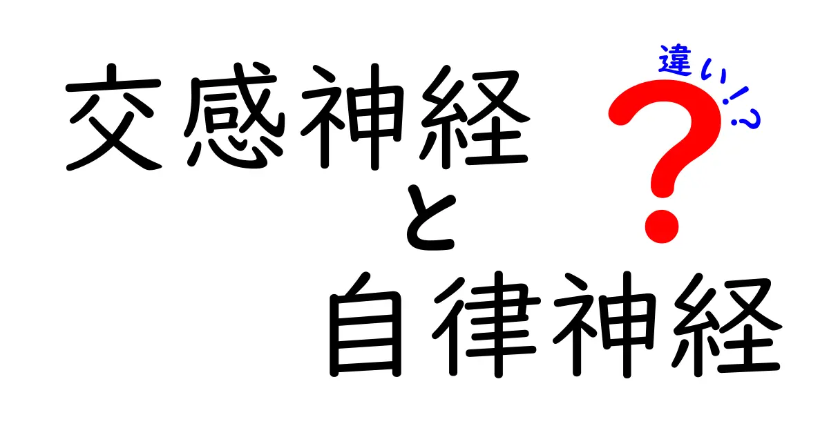 交感神経と自律神経の違いを徹底解説！中学生にもわかる基礎と生活のヒント