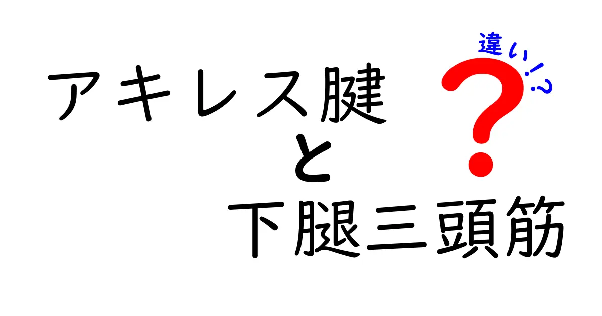 アキレス腱と下腿三頭筋の違いを徹底解説｜痛みを減らす正しいケアと使い分け