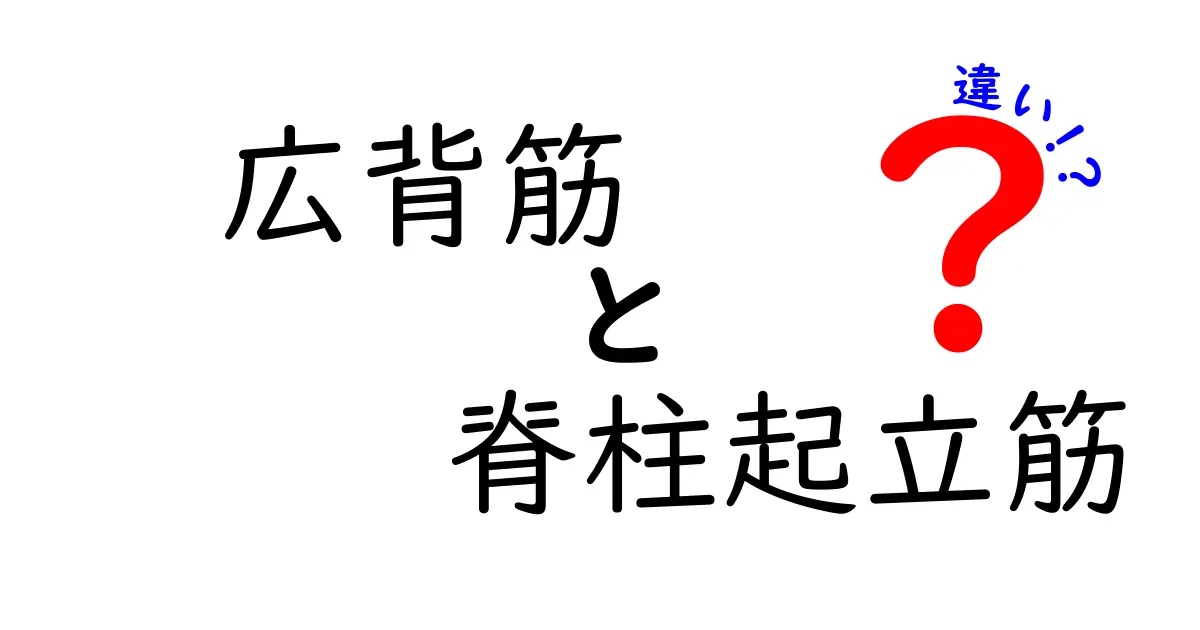 広背筋と脊柱起立筋の違いを徹底解説！中学生にもわかるやさしいポイント