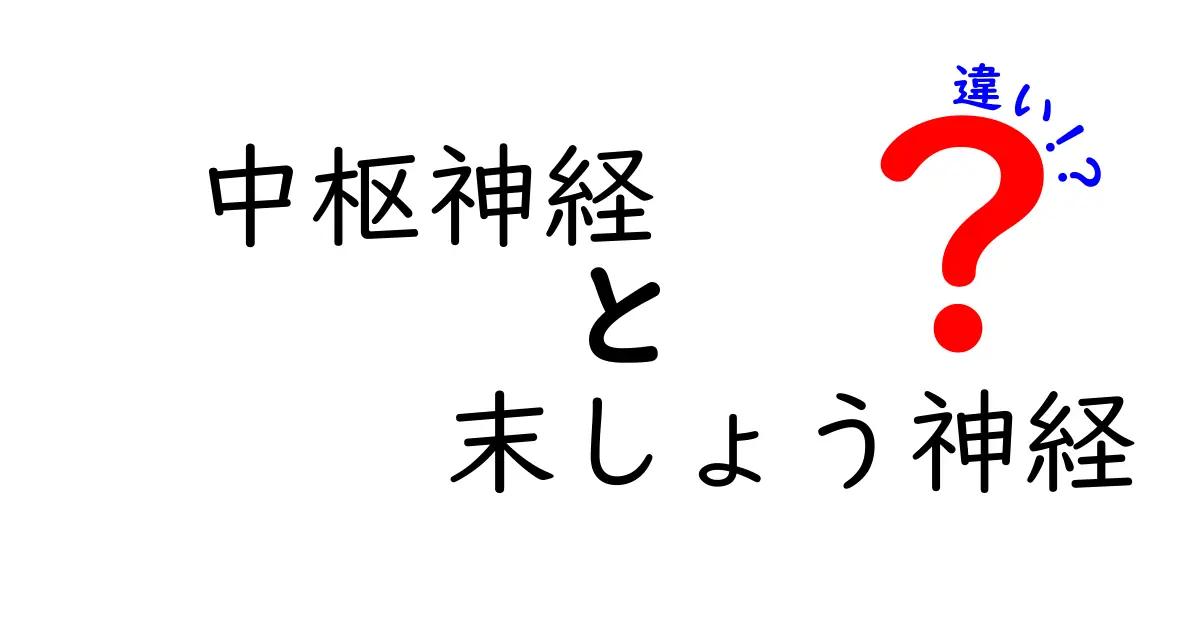 中枢神経と末梢神経の違いを徹底解説｜中学生にも分かる図解つき