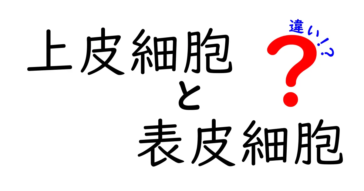 上皮細胞と表皮細胞の違いが一目でわかる解説｜基礎から日常の観察まで